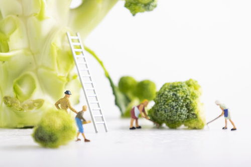 蔬菜創(chuàng)意圖片素材 助力食品餐飲與微生物肥料行業(yè)視覺表達(dá)