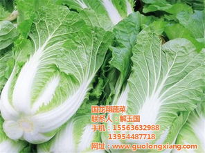 國龍翔有機(jī)大棚白菜 健康生活的綠色選擇