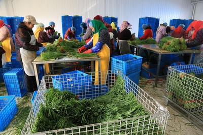 鄉村婦女的致富路 鎮辦企業韭菜加工帶動增收