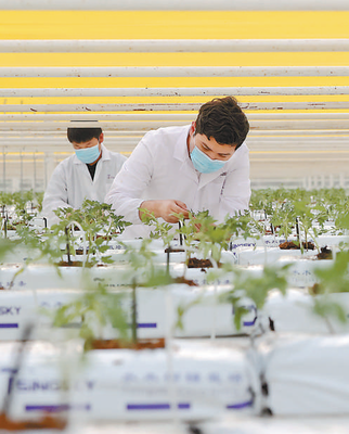 鄉村振興路正寬 計算機信息技術驅動農業現代化新篇章